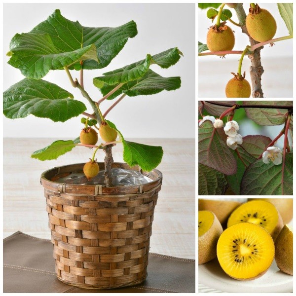 Quả kiwi lùn vàng tươi ngon