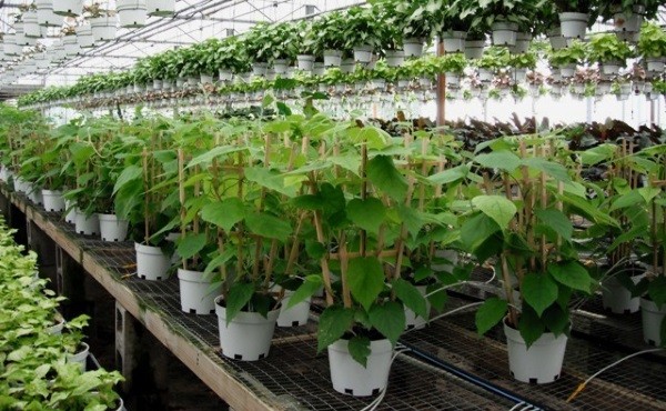 Hướng dẫn cây kiwi lùn vàng leo giàn
