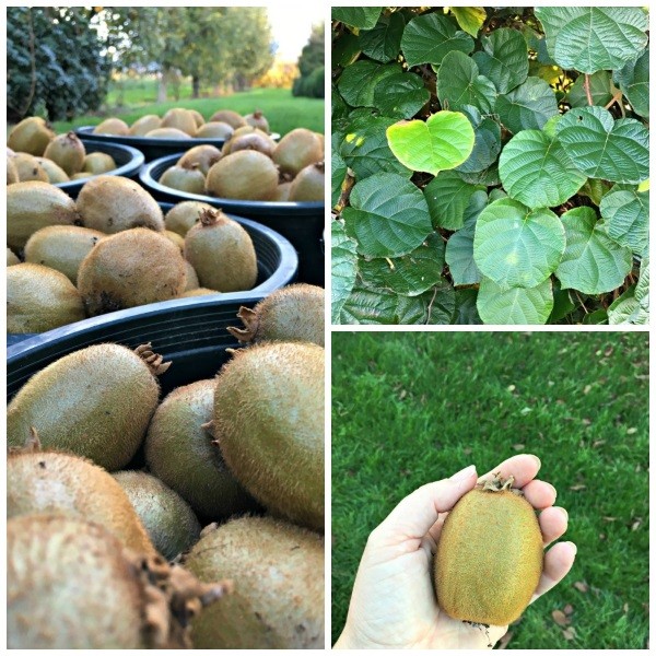 Kiwi lùn vàng ruột vàng, hạt nhỏ