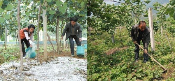 Cây kiwi lùn vàng đang phát triển