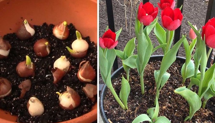 Kiểm tra cây tulip để phát hiện sâu bệnh