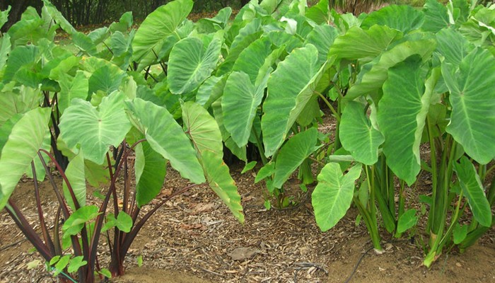Kỹ thuật chăm sóc cây khoai sọ