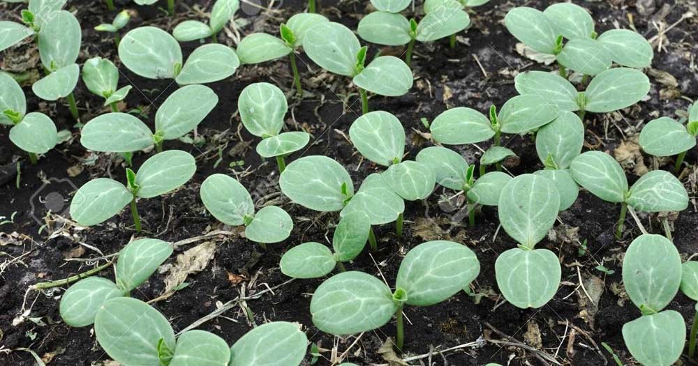Gieo trồng dưa hấu: Chuẩn bị đất và gieo hạt