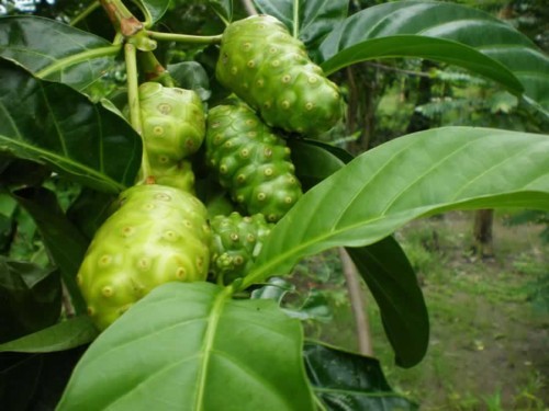 Cây con trong bầu ươm, minh họa kỹ thuật gây giống cây trồng