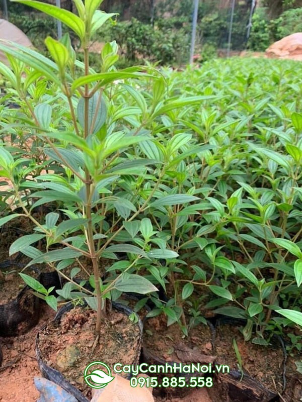 Kỹ thuật giâm cành nhân giống cây hoa mua hiệu quả