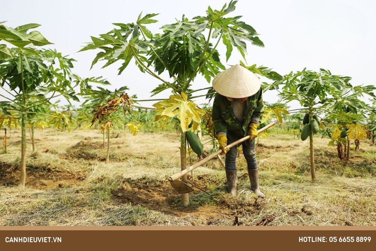 Chuẩn bị hố và bón lót khi trồng đu đủ ruột vàng