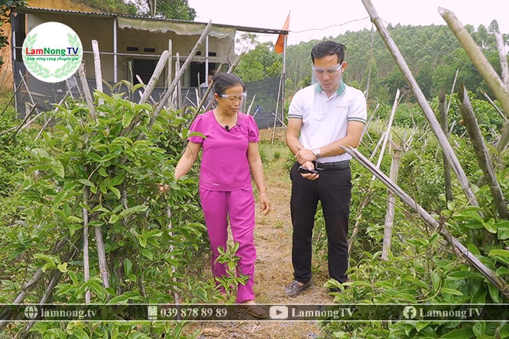 Chăm sóc cây ba kích tím giai đoạn đầu