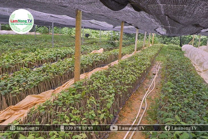 Chọn giống cây ba kích tím khỏe mạnh để trồng