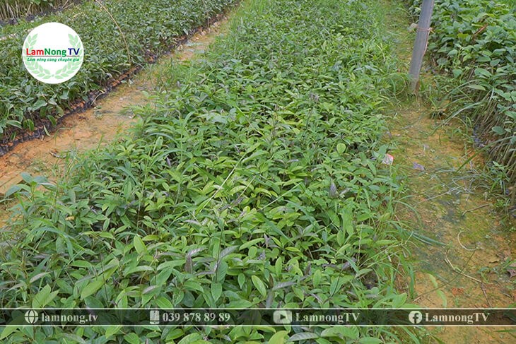 Cây ba kích tím phát triển trên giàn che