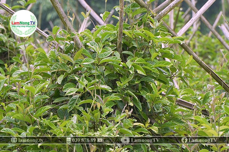 Điều kiện trồng cây ba kích tím dưới bóng râm