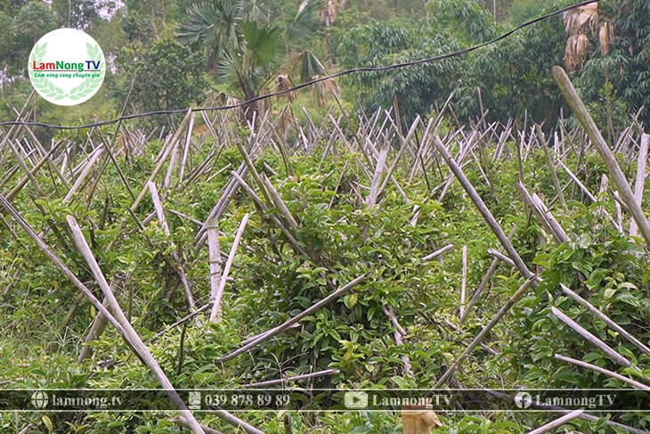 Công dụng của củ ba kích tím sau thu hoạch