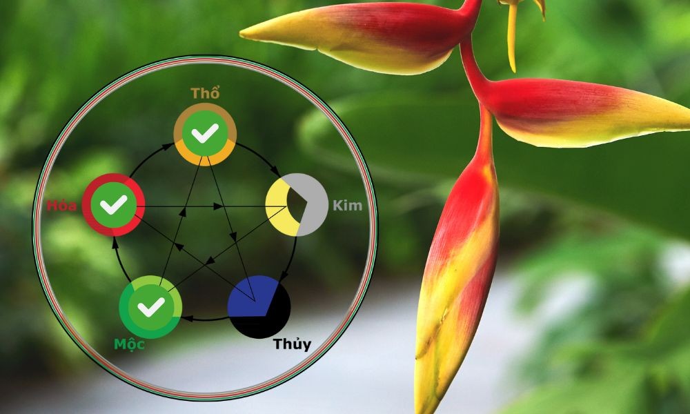 Ý nghĩa phong thủy khi trồng cây chuối cảnh hoa đỏ