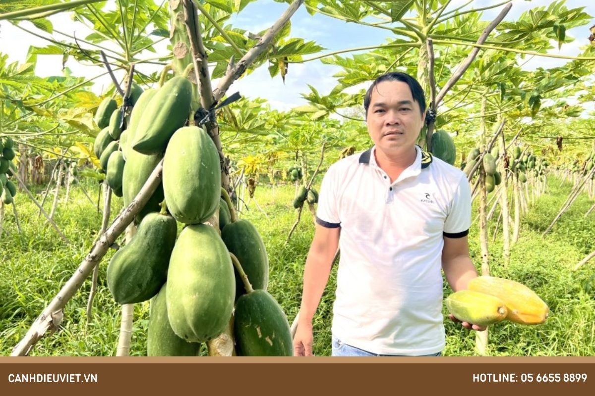 Vườn cây đu đủ ruột vàng mới trồng theo kỹ thuật