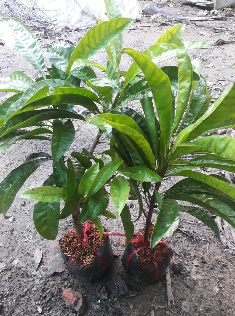 Kỹ thuật trồng cây lê ki ma từ hạt giống