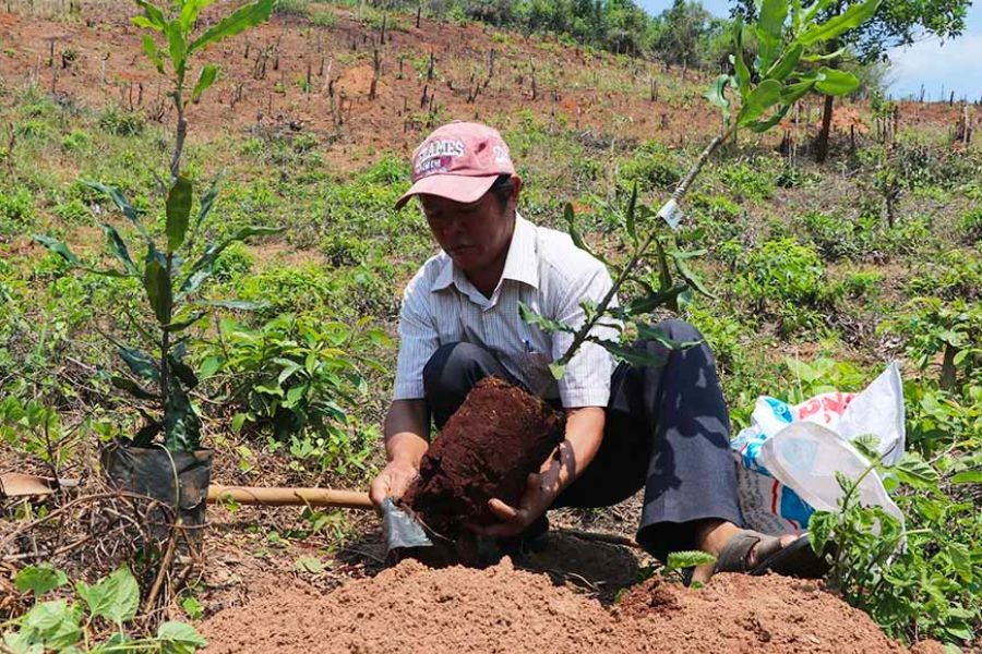 Khoảng cách trồng cây mắc ca trên địa hình đồi dốc