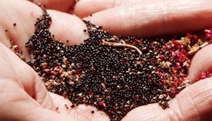 Hình ảnh trồng củ dền - Minh họa kỹ thuật