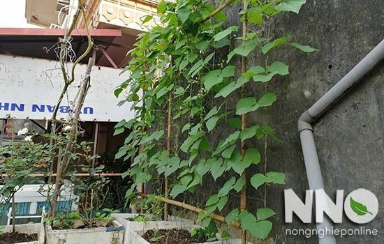 Đậu cô ve tươi tốt trồng trong thùng xốp