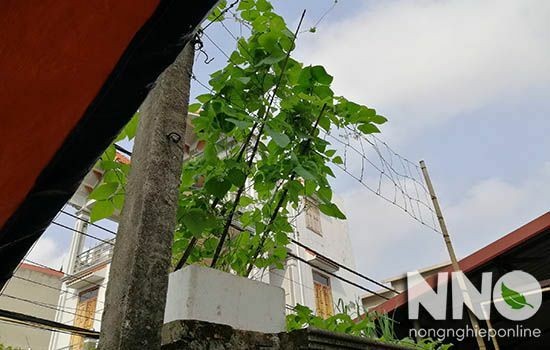 Giàn đậu cô ve xanh tốt trồng trong thùng trên cao