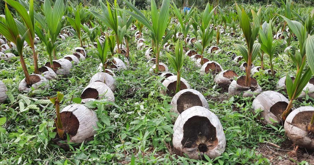 Thực hành kỹ thuật trồng dừa