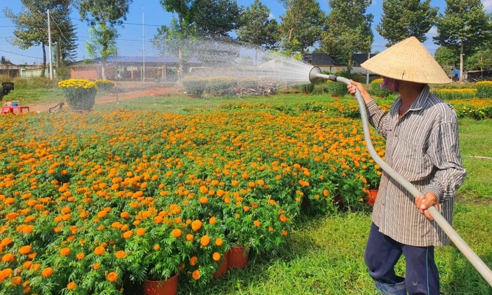 Tưới nước đều đặn cho cây cúc vạn thọ sinh trưởng tốt