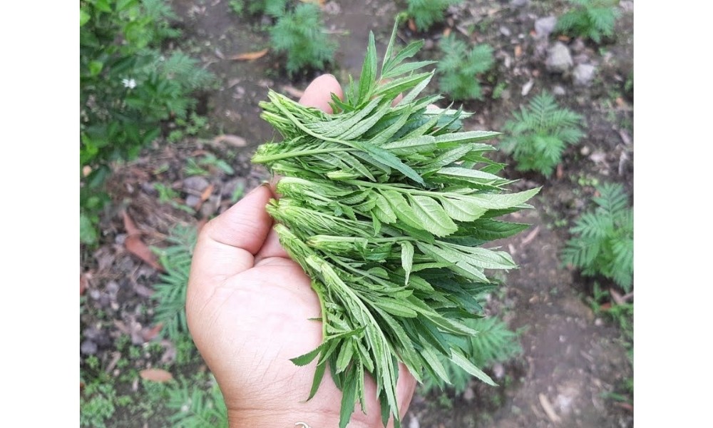 Thao tác bấm ngọn cho cây cúc vạn thọ để điều chỉnh thời gian ra hoa