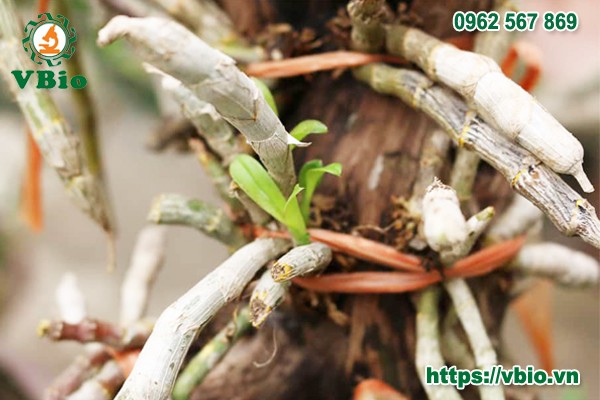 Chia tách giả hành để nhân giống lan trầm tím