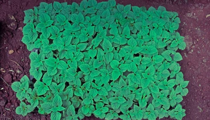 Các bước kỹ thuật trồng mai địa thảo từ hạt giống