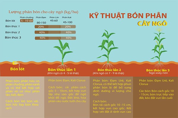 lịch bón phân cho ngô ngọt