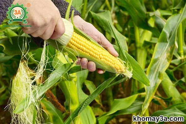 thời điểm thu hoạch ngô ngọt