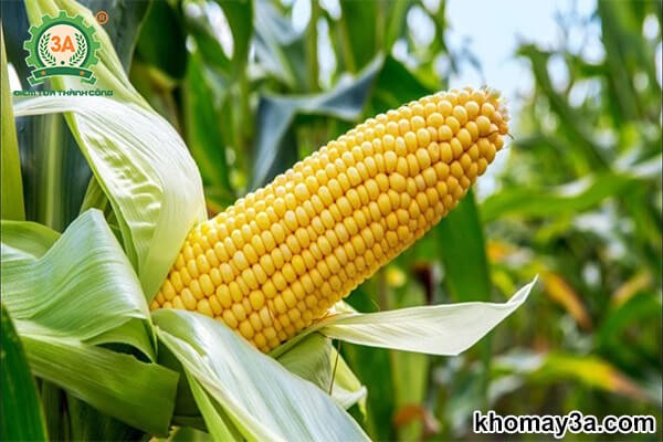 cách trồng ngô ngọt hiệu quả