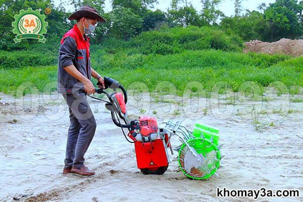 các cách gieo hạt giống ngô ngọt