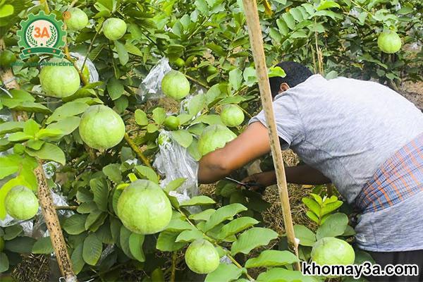 Vườn ổi không hạt sai quả theo kỹ thuật trồng mới