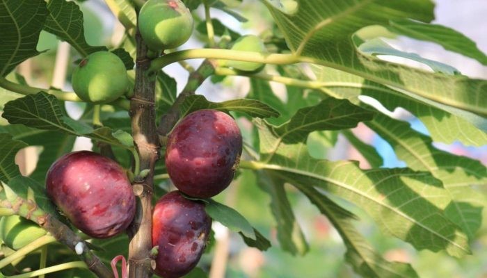 Cắt tỉa cành lá cây sung Mỹ