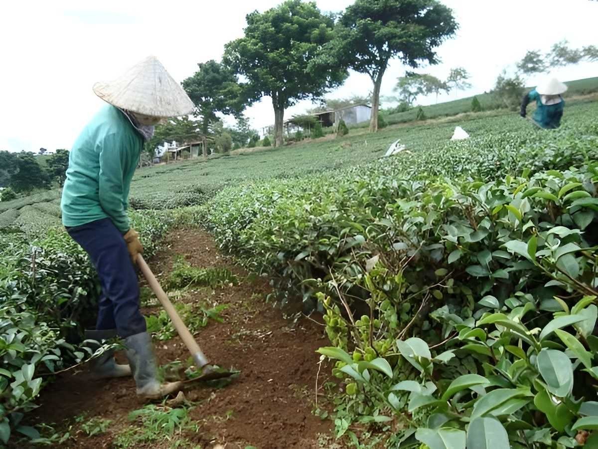 Cắt tỉa cành cây chè sau khi trồng từ hạt