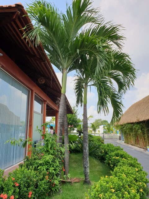 Lá và bẹ cây cau bẹ trắng
