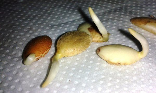 Ươm hạt đào vào bầu đất nhỏ