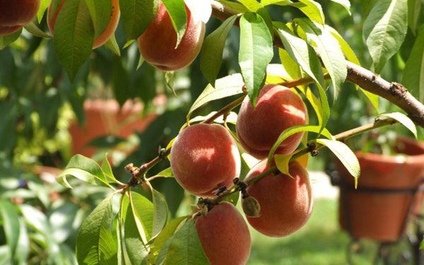 Cây đào trồng từ hạt sai trĩu quả trong chậu