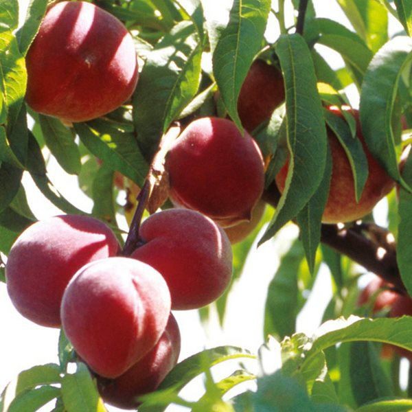 Lá cây đào sau khi vặt lá đón Tết