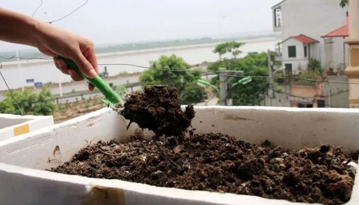 Đất trồng cải cúc đã được làm tơi xốp, giàu mùn