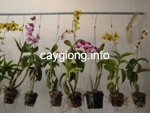 Chậu lan Dendro rực rỡ nhiều màu sắc khác nhau