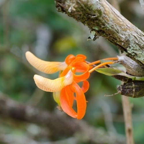 Hoa phong lan đơn cam màu cam rực rỡ