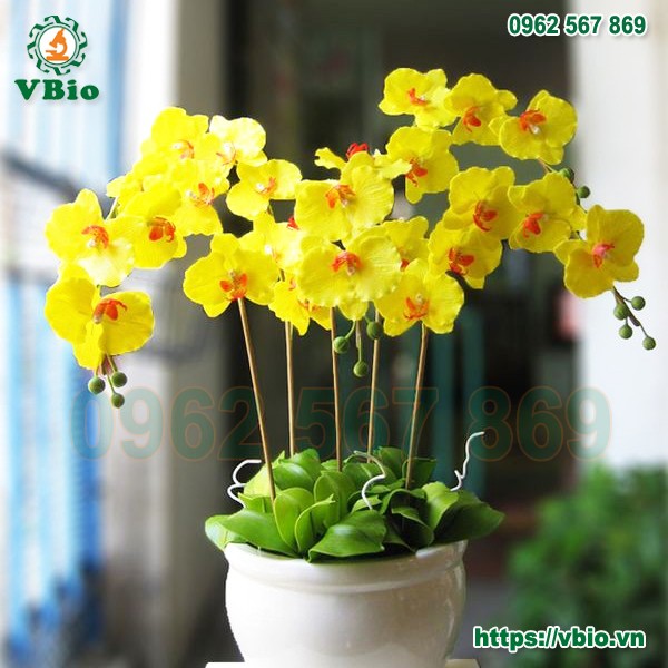 Ảnh minh họa lan hồ điệp vàng