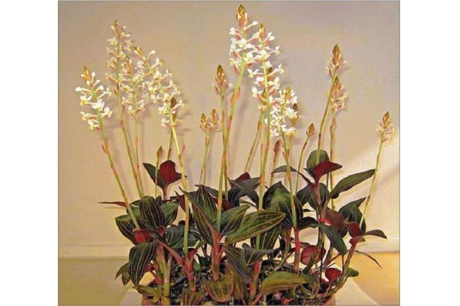 Cây Lan Kim Tuyến với lá có gân đỏ đặc trưng