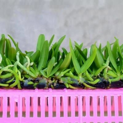 Cây lan ngọc điểm cấy mô con sẵn sàng trồng