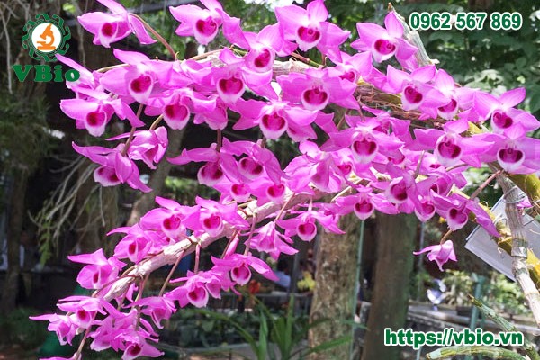 Cận cảnh hoa lan trầm tím nở rộ