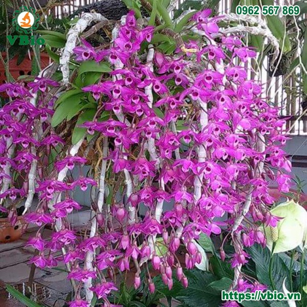 Chậu lan trầm tím đang phát triển tốt