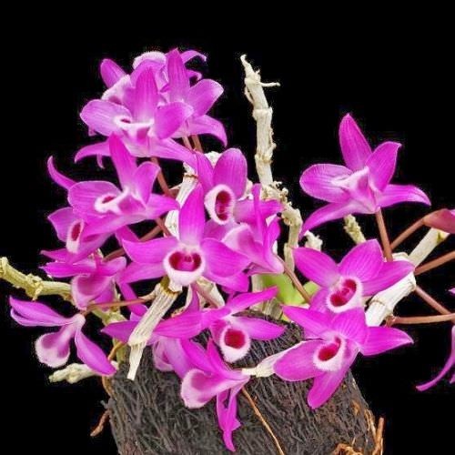 Lan trầm tím đẹp