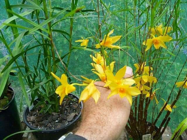 Hoa lan trúc đen màu vàng rực rỡ - Minh họa đặc điểm