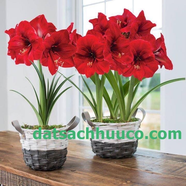 Cận cảnh những bông hoa lan huệ đang nở rộ tuyệt đẹp