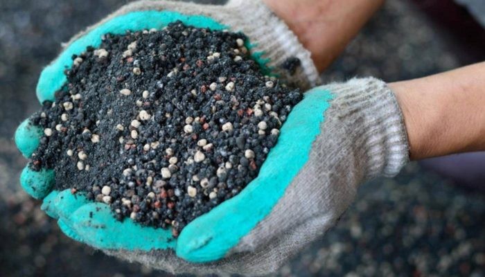 Bón phân đúng cách giúp hoa violet phát triển tốt và sai hoa